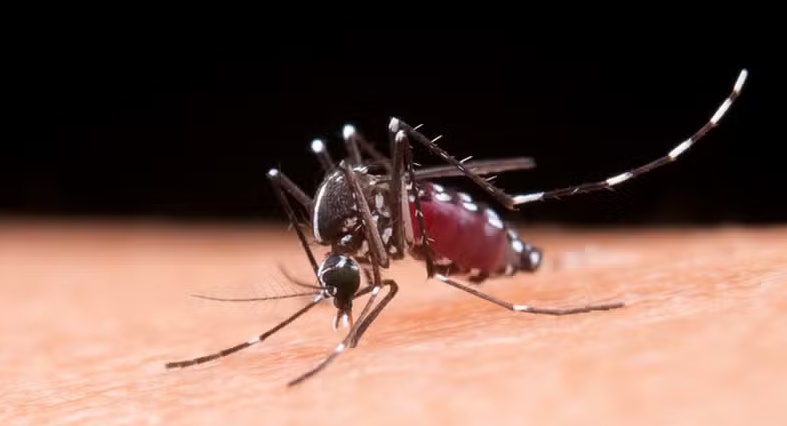 Dengue na gravidez pode afetar bebê nos 3 primeiros anos