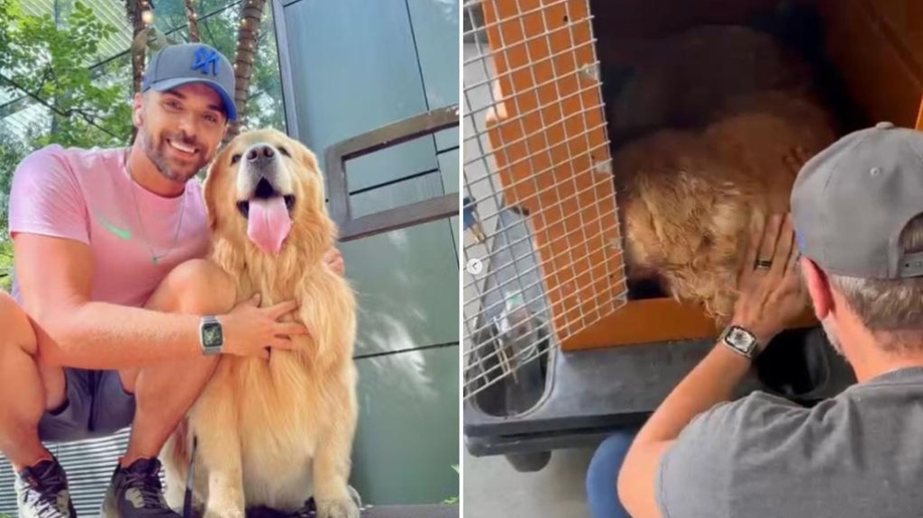 Ministério da Justiça notifica Gol para dar explicações após morte de cachorro que deveria ser trazido para Sinop