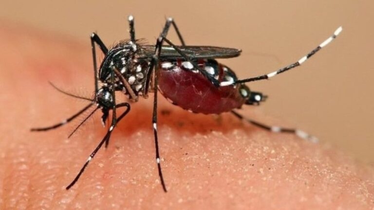 MT apresenta tendência de aumento no número de casos de dengue
