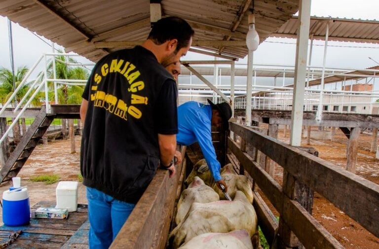 Brasil se torna livre de febre aftosa sem vacinação
