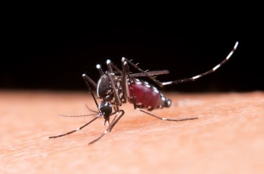 MT registra média de 209 casos de dengue por dia, em 2024