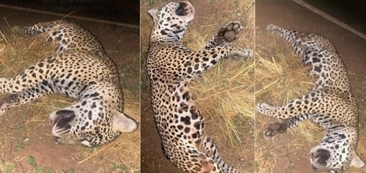 Onça-pintada morre atropelada por motorista em rodovia de Nova Mutum