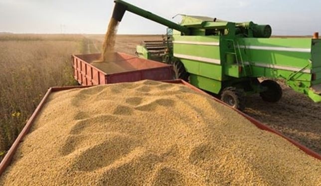 Safra 2024 de grãos será 5% menor que a de 2023, aponta IBGE