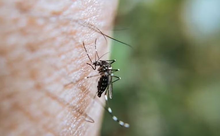 Variação da temperatura do Oceano Índico pode gerar novos surtos de dengue