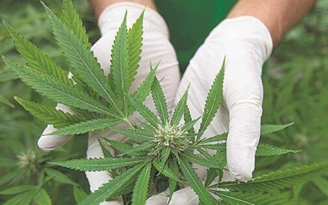 Anvisa não vê elementos para mudar marco regulatório para cannabis medicinal