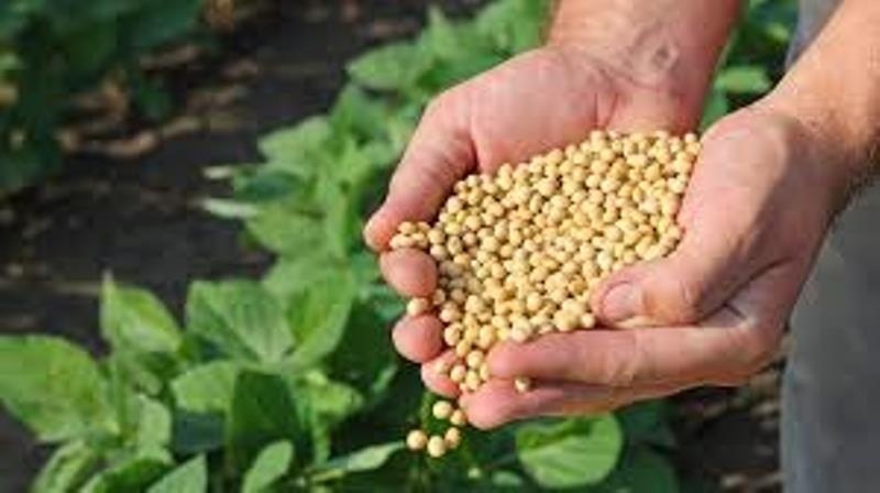 Mapa altera calendário e produtores temem proliferação de pragas e prejuízo ao gergelim