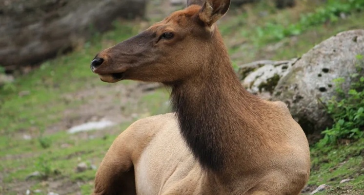 Alce mata idoso que tentava tirar fotos de filhotes no Alasca