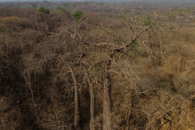 Desmatamento avança no Cerrado brasileiro e supera pela primeira vez a Amazônia