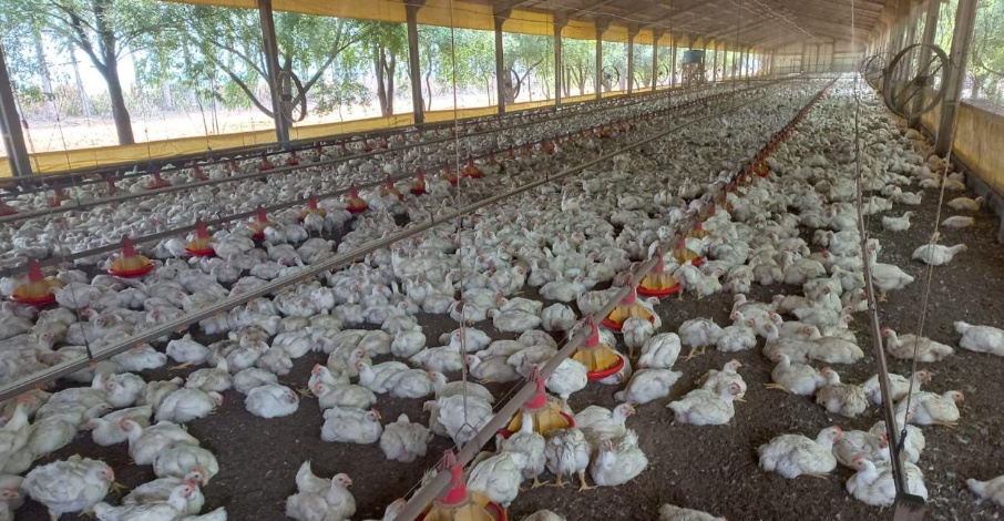 Campanha estadual de atualização de rebanho termina na próxima terça-feira (04)