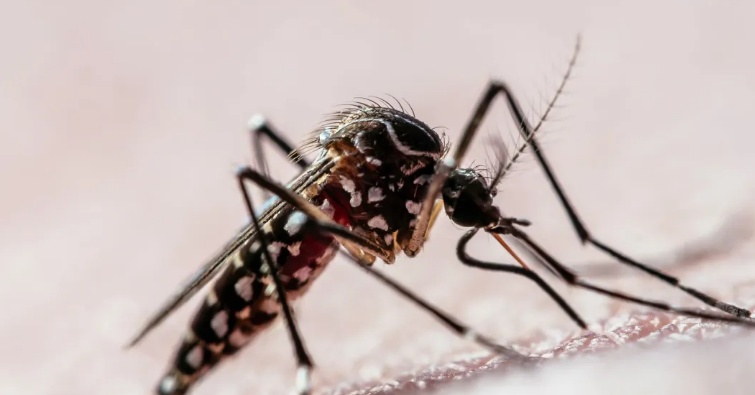 Casos de dengue nas Américas este ano superam recorde de 2023, diz OMS