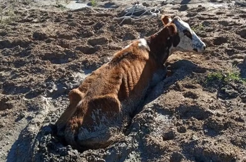 Mais de 1 milhão de aves mortas e 200 mil propriedades afetadas: o saldo das perdas no RS