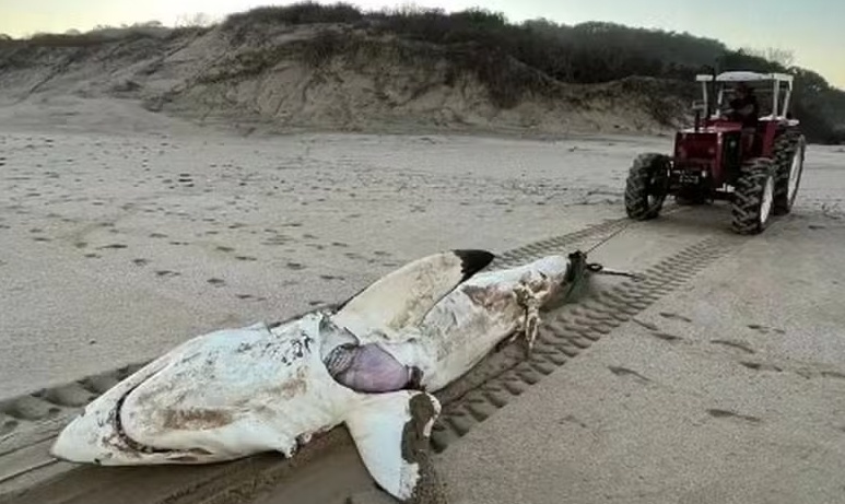 'Aula' de cadeia alimentar: tubarão-branco de 4,5m, com golfinho dentro dele, é morto por orca
