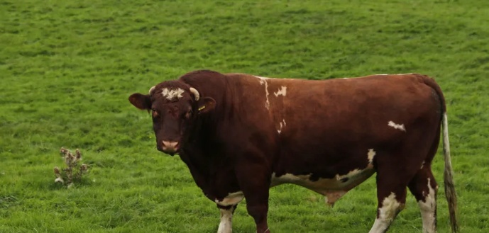 Exportação de carne bovina do Brasil bate recorde em maio