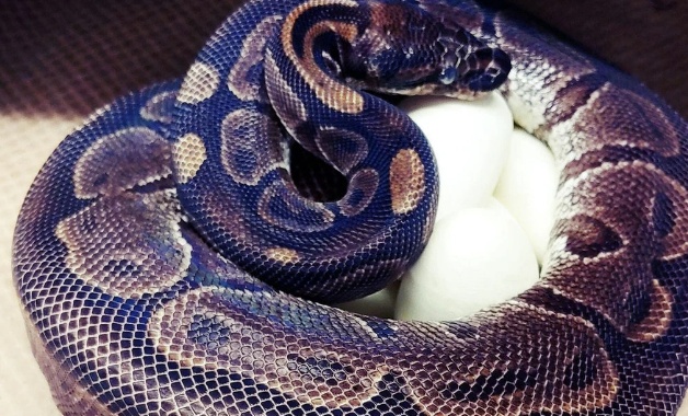Cobra de 5 metros mata e engole mulher de 54 anos na Indonésia