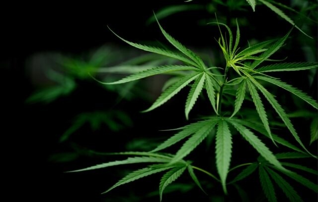 STF retoma julgamento da descriminalização do porte de maconha