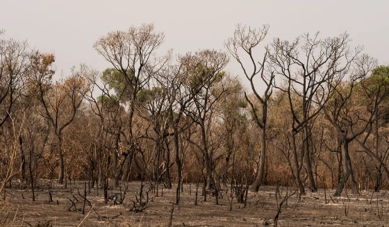Com três biomas em chamas, MT é o estado que mais queimou em 2024, aponta Inpe