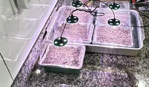 Homem é preso por vender doces e salgadinhos com maconha e cultivar planta em casa de MT