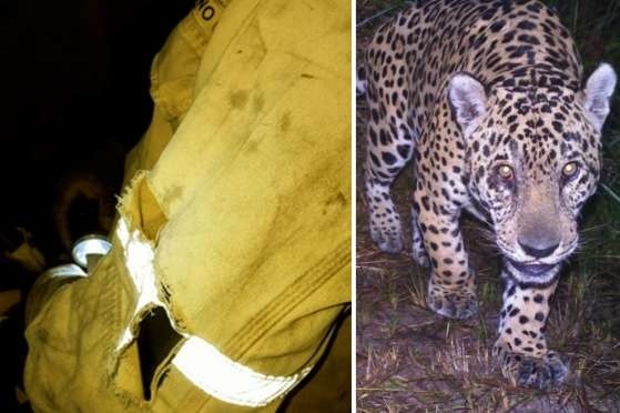Brigadista do ICMBio é atacado por onça-pintada no Pantanal mato-grossense