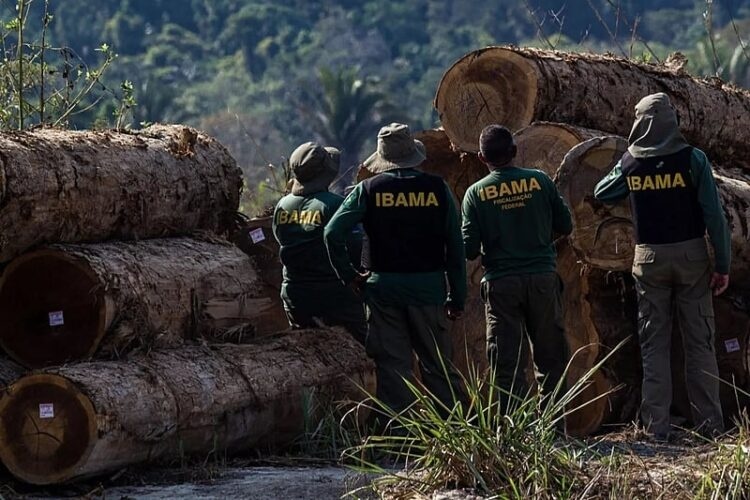 Dez municípios representam 70% da exploração ilegal de madeira em MT
