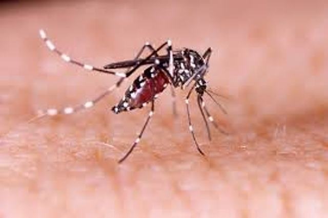 Brasil ultrapassa marca de 5 mil mortes por dengue