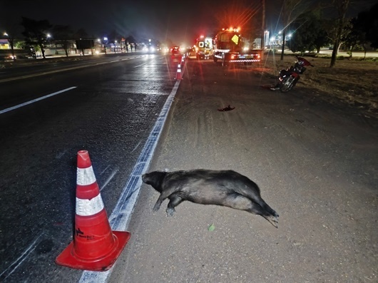 Homem fica ferido após atropelar capivara na BR-163 em Sinop