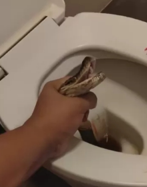 Cobra morde testículos de homem que usava banheiro na Tailândia