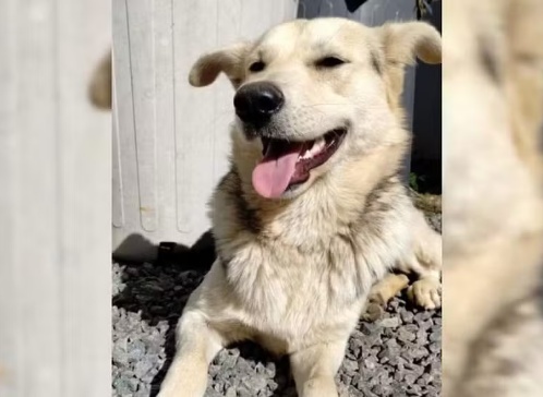 Mãe é investigada por pagar R$ 100 para matar cachorro da própria filha em SC, diz MP