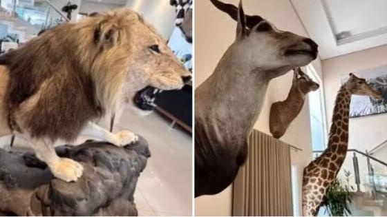Empresário investigado por lavagem bilionária por meio de garimpos em MT coleciona animais empalhados