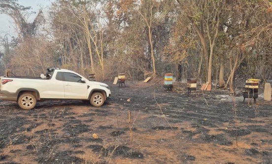 Incêndios no Pantanal matam população de abelhas em região de MT