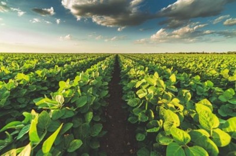 Com 6 fazendas, grupo do agro entra em RJ de R$ 436 milhões em MT