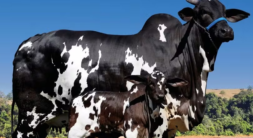 Vaca bate R$ 9,5 milhões em leilão e é a mais valorizada da raça Nelore Pintado