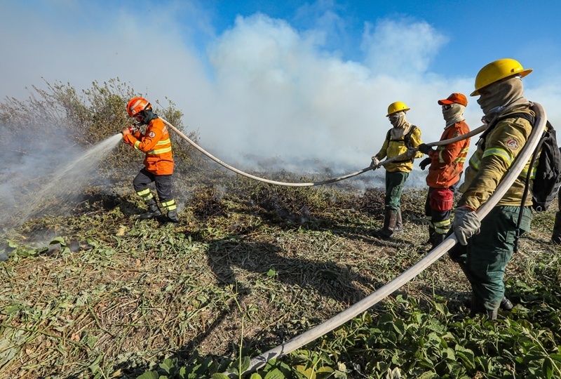 Corpo de Bombeiros combateram 50 incêndios florestais neste domingo (22)