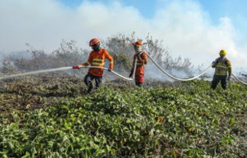 Veja os dez municípios com mais queimadas em MT em 2024