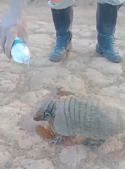 Eletricistas socorrem animal ameaçado de extinção