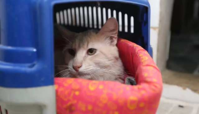 Projeto propõe aumento de pena para quem causa morte de animais por envenenamento