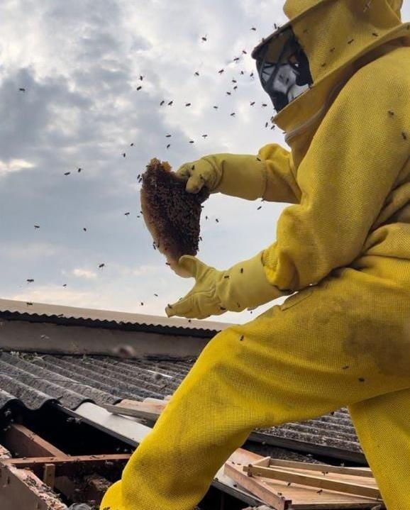 Abelhas atacam moradora e bombeiros são chamados para remover enxame