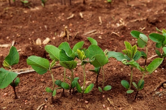 Semeadura da soja em MT: Início lento e desafios climáticos ameaçam safra 2024/25