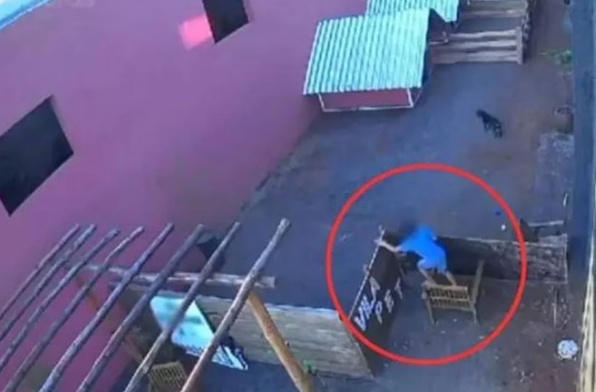 Criança de 9 anos invade hospital veterinário, pula muro e mata 23 animais