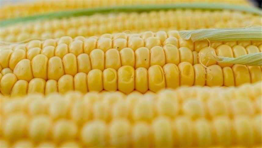 Mato Grosso: produção de milho pode crescer 70% nos próximos 10 anos