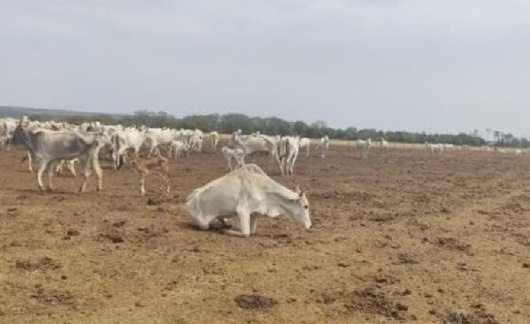 Fazendeiro é multado em R$ 3 milhões por deixar gado morrer de fome