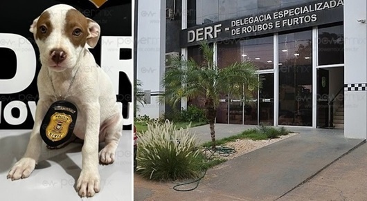 DERF recupera filhote de Pitbull raptada em Nova Mutum