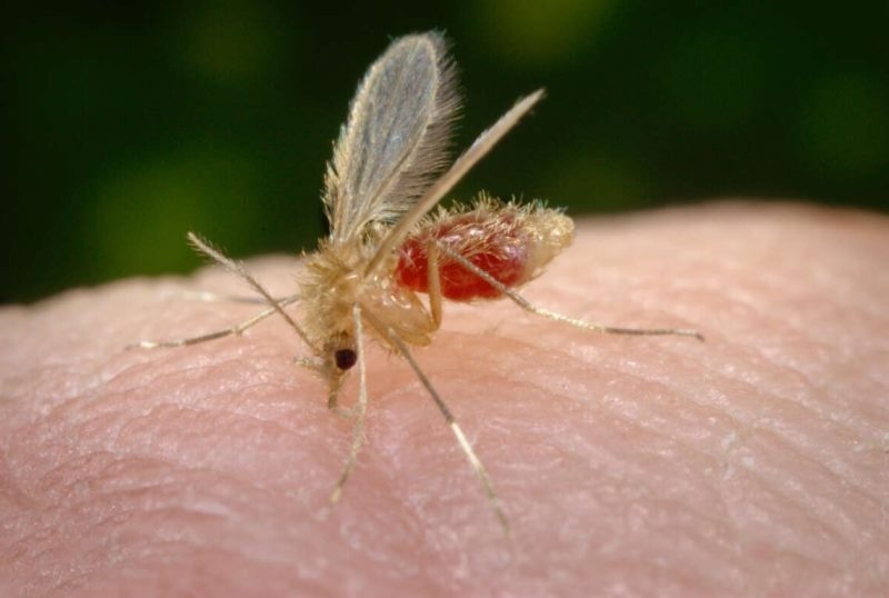 Leishmaniose já matou três pessoas neste ano em Mato Grosso