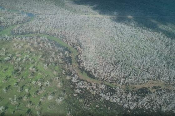 Desmate químico de 81 mil hectares no Pantanal é destaque no The New York Times