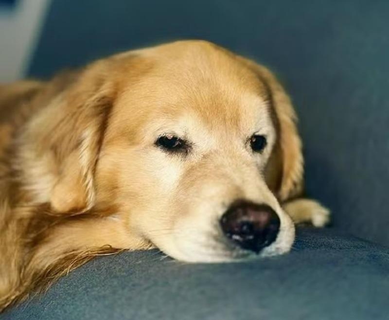 Após a morte do cão Joca em voo de SP para MT, governo anuncia diretrizes para transporte de pets