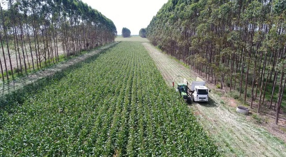 Veja como alta do dólar impacta no agronegócio e afeta exportações de MT