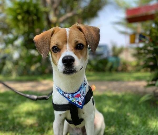 Animais voltam a feira de adoção após chuva cancelar último evento