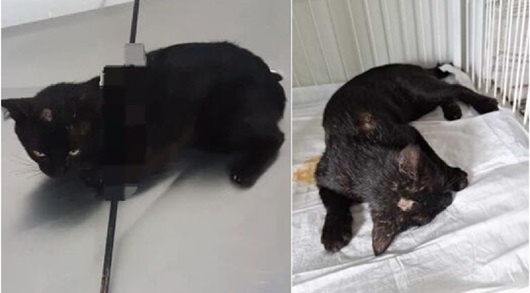 Gato é resgatado com flecha atravessada no corpo