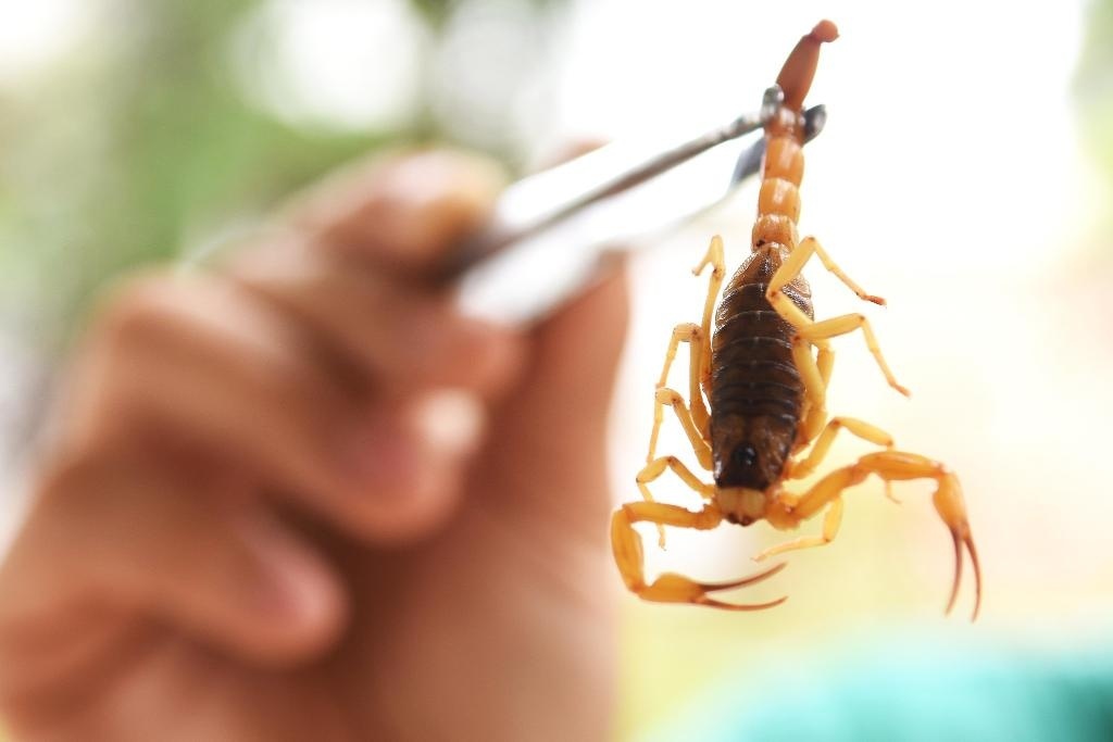 SES alerta sobre aumento de animais peçonhentos durante o período de chuvas; veja o que fazer
