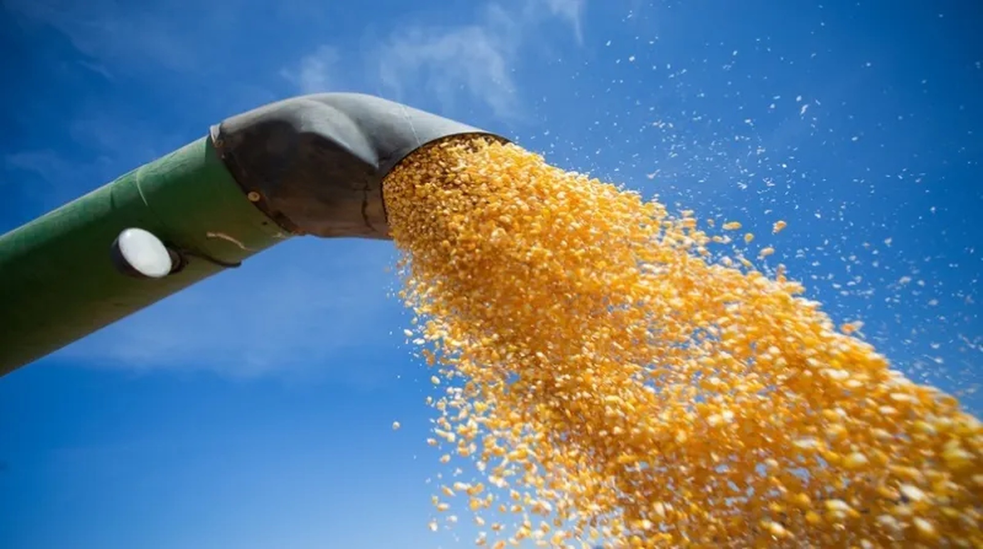 Três fatores devem elevar os preços do milho nesta semana