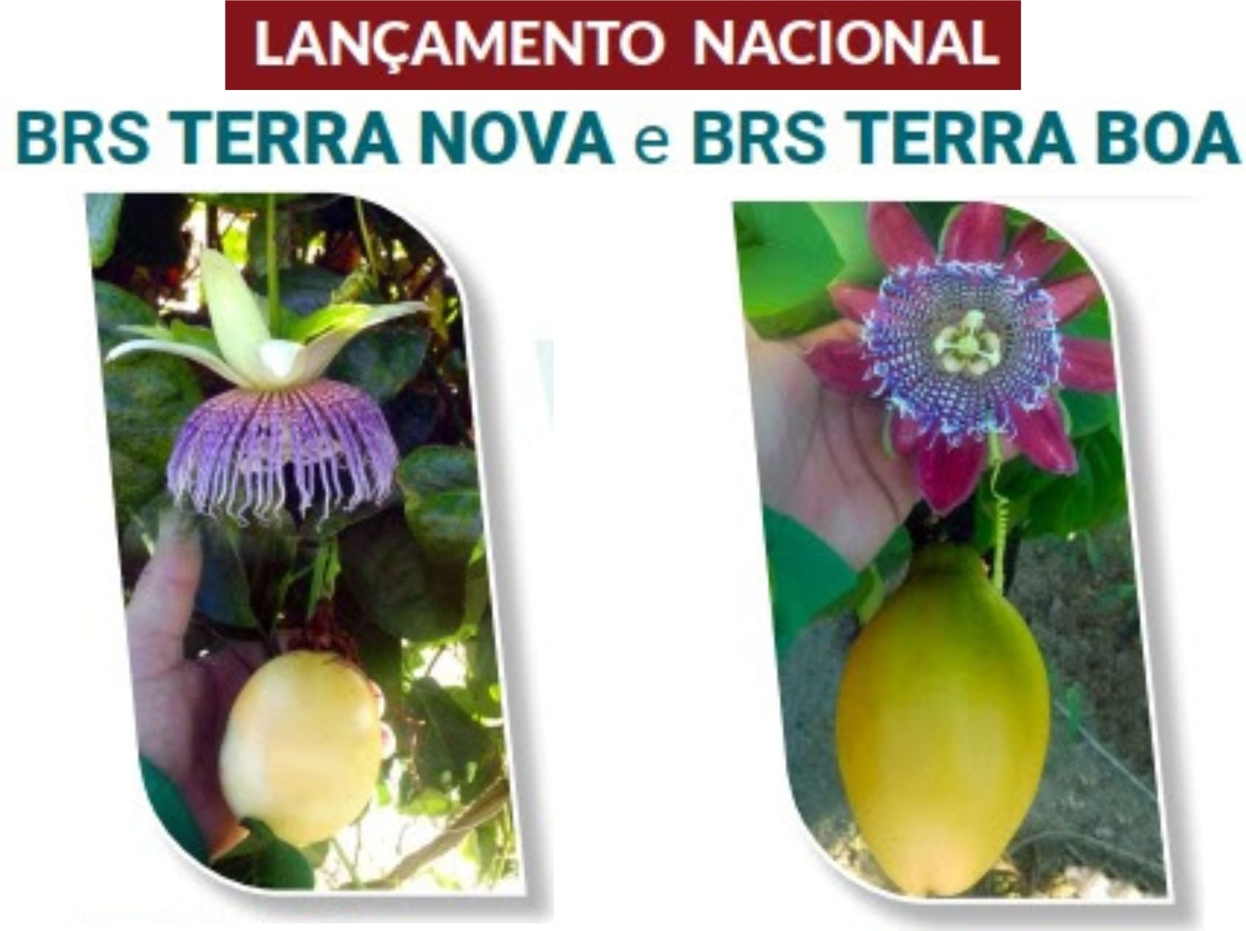 Embrapa lançará em MT cultivares de maracujá resistentes à doença do solo